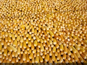 The odds that yields of maize will fall by a tenth over the next 20 years have shortened from 1-in-200 to 1-in-10. Image copyright Raman Sharma used via Flickr Creative Commons license.